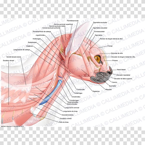 Ear Muscle Anatomy Head Neck, ear transparent background PNG clipart