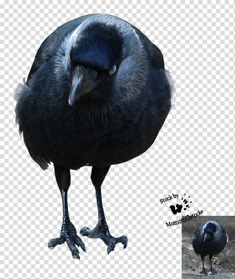 American crow New Caledonian crow Rook, out of transparent background PNG clipart