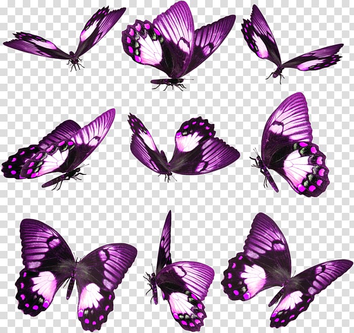 Butterfly Insect Butterflies live, Tic Tac Toe Desktop Android, butterfly transparent background PNG clipart