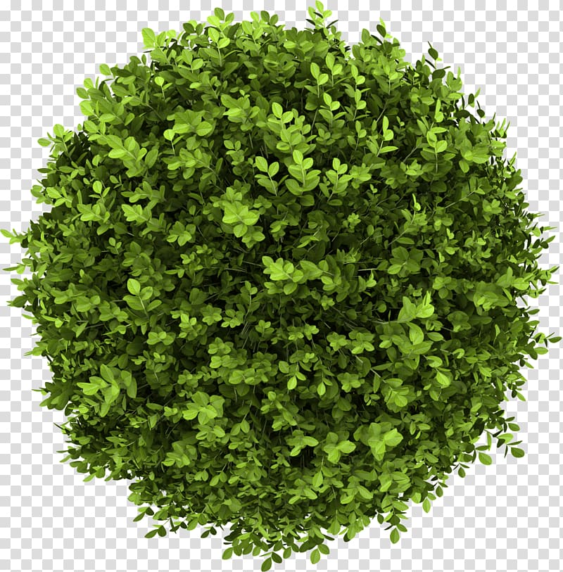 Shrub Buxus sempervirens Tree, tree transparent background PNG clipart