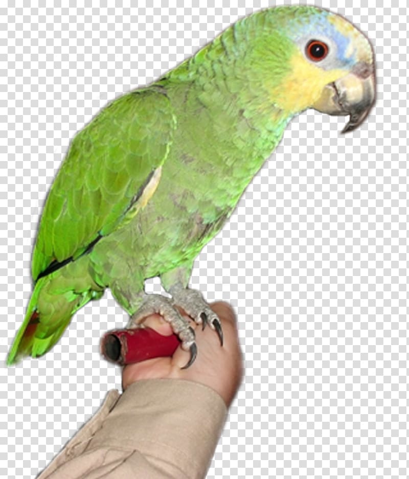 Amazon parrot Bird, Browse And Parrot transparent background PNG clipart