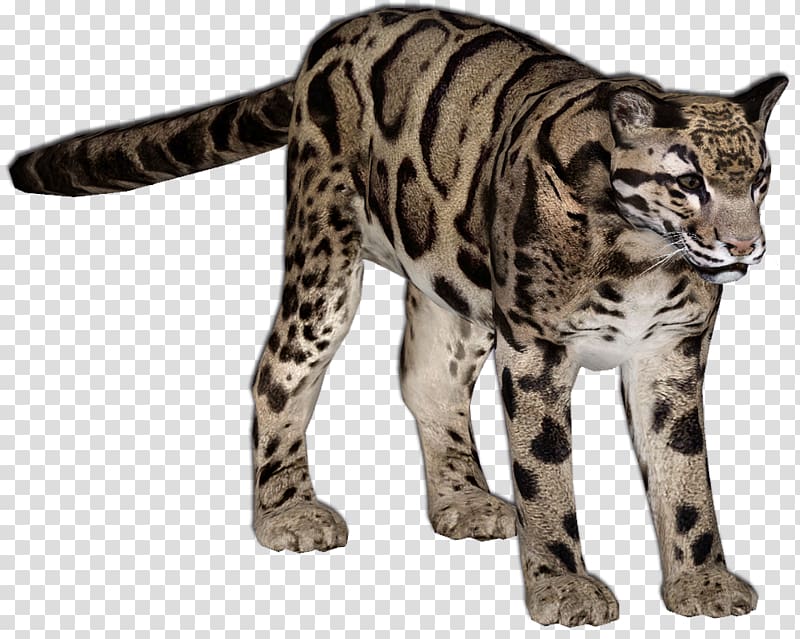 Zoo Tycoon 2 Felidae Amur leopard Ocelot, leopard transparent background PNG clipart