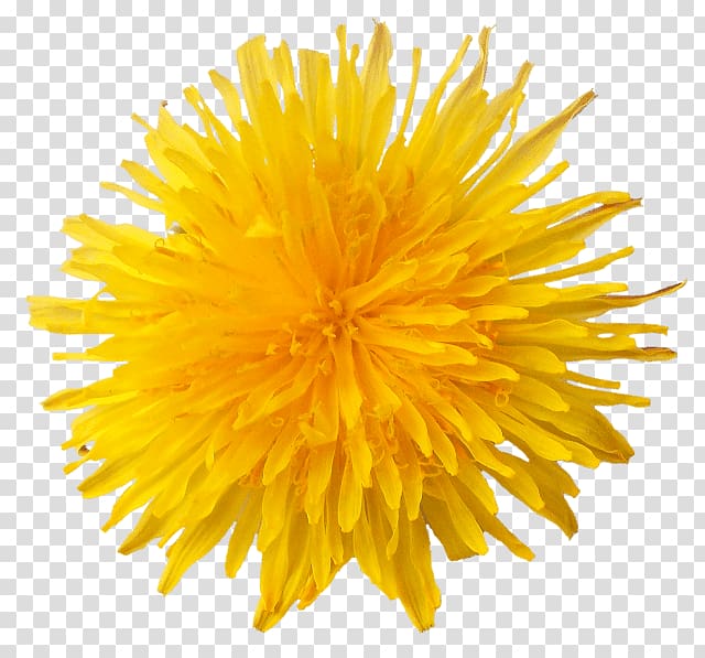 yellow flower, Dandelion Flower transparent background PNG clipart