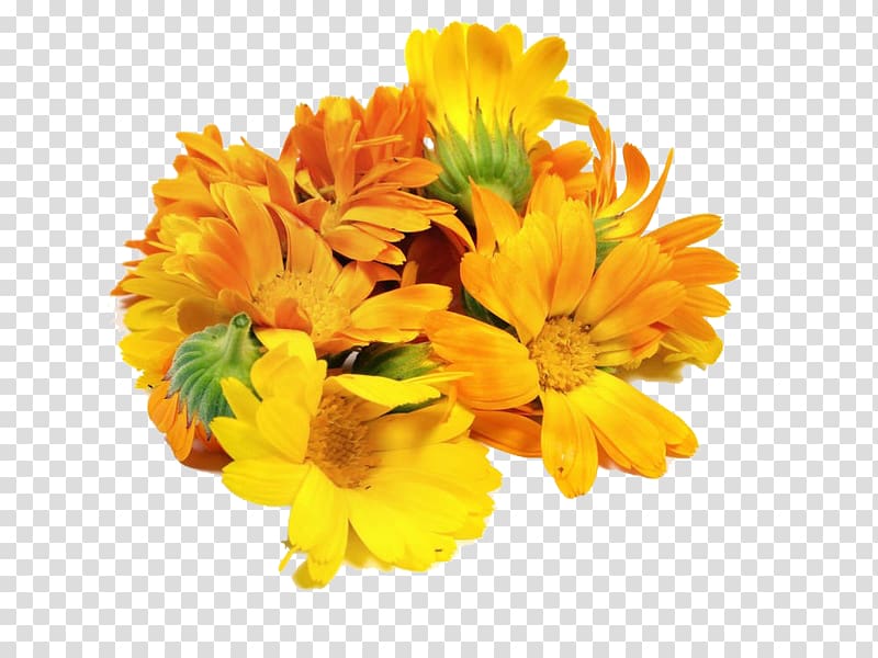 Mexican marigold Floral design Flower Calendula officinalis, A bunch of marigolds transparent background PNG clipart