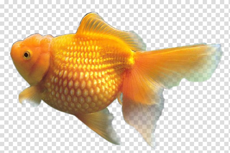 Goldfish resolution, fish transparent background PNG clipart