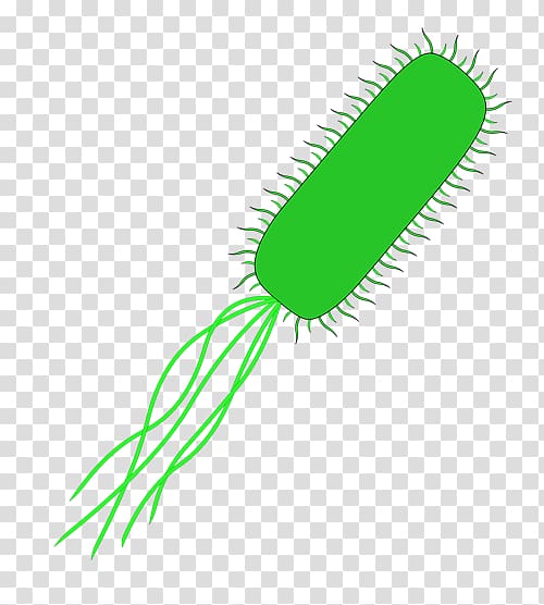 E. coli Bacteria International Genetically Engineered Machine , transparent background PNG clipart