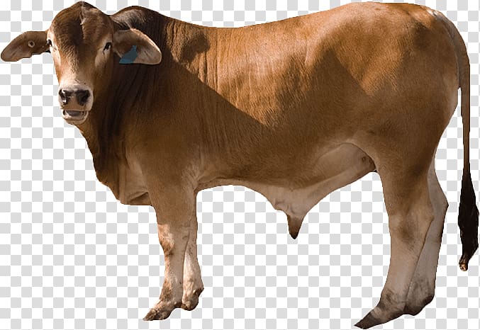 Cattle Ox Calf Live, Cattle feed transparent background PNG clipart