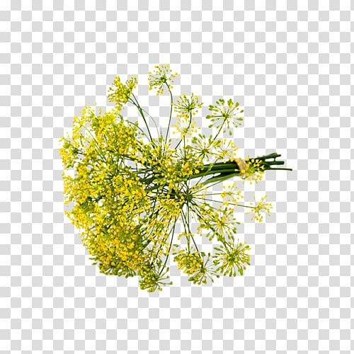 Dill Fennel Herb Apiaceae Chives, Romanesco Broccoli transparent background PNG clipart