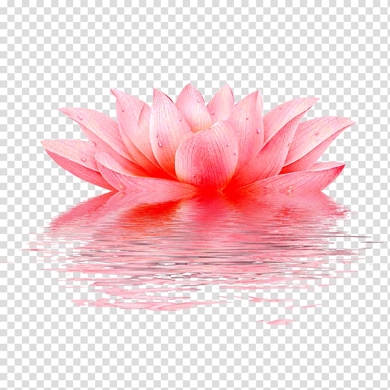 lotus pattern transparent background PNG clipart