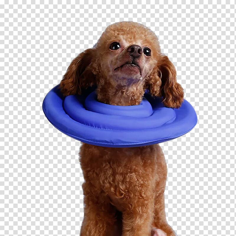 Dog collar Cat Puppy Elizabethan collar, Pride face pet headgear transparent background PNG clipart
