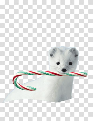 Cat Dog Canidae Mammal, Cat transparent background PNG clipart thumbnail