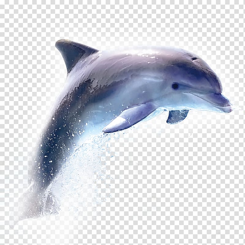Dolphin Samsung Galaxy A3 (2017) Wireless speaker, kiss transparent background PNG clipart