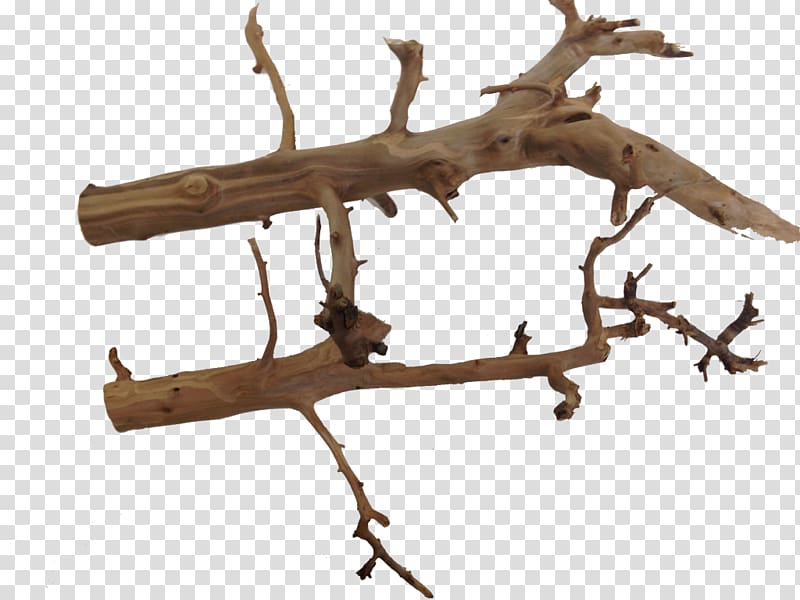 Twig Wood Branch Terrarium Long Tail Keyword, wood transparent background PNG clipart