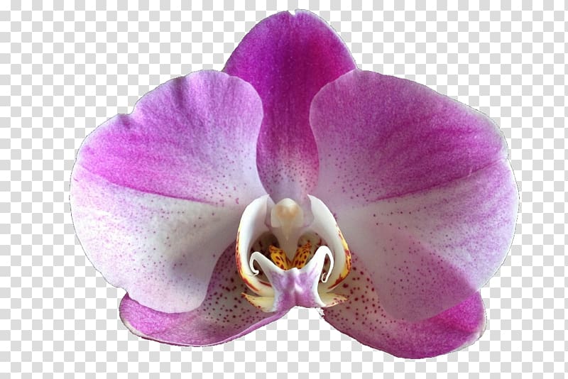 Beautiful orchids Flower Moth orchids, purple orchid transparent background PNG clipart