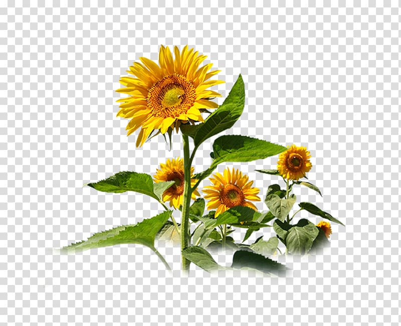 Decorative sunflowers transparent background PNG clipart | HiClipart