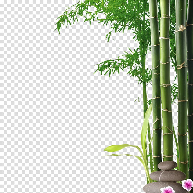 bamboo tree border
