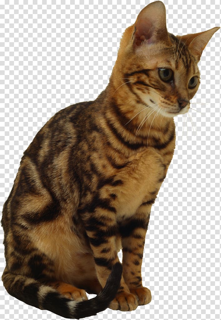 Savannah cat Kitten Ragdoll , kitten transparent background PNG clipart