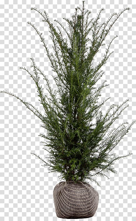 English Yew Evergreen Spruce Fir Shrub, Taxus Baccata transparent background PNG clipart