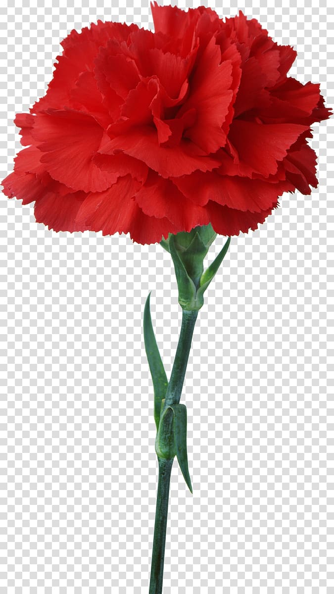Carnation Flower Floristry Red , pepermint transparent background PNG clipart