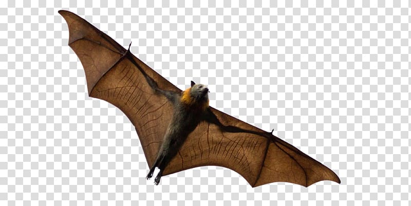 Bats That Eat Fruit Grey-headed flying fox Black flying fox Animal, Mosquito-borne Disease transparent background PNG clipart