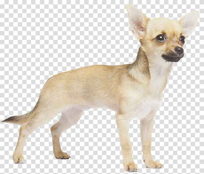 Corgi-Chihuahua Russkiy Toy Dog breed Puppy, puppy transparent background PNG clipart