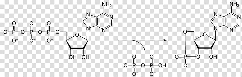 Adenosine diphosphate Adenosine triphosphate Molecule Ribose Adenosine monophosphate, enzyme transparent background PNG clipart