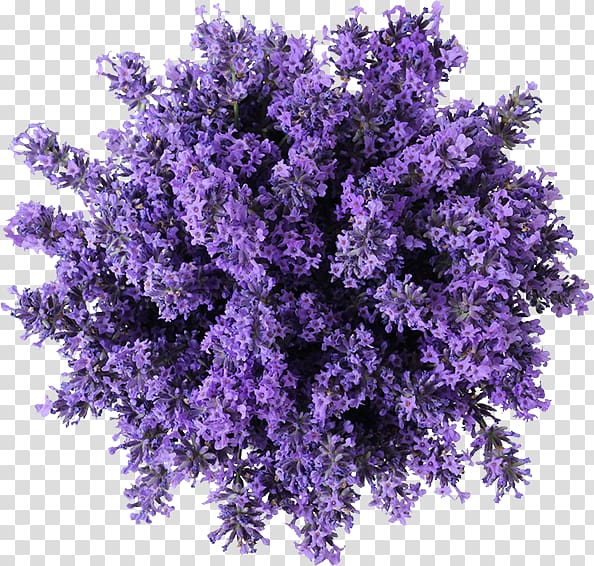 purple flowers, Cannabidiol Vaporizer Cannabis Kush Hash oil, cannabis transparent background PNG clipart