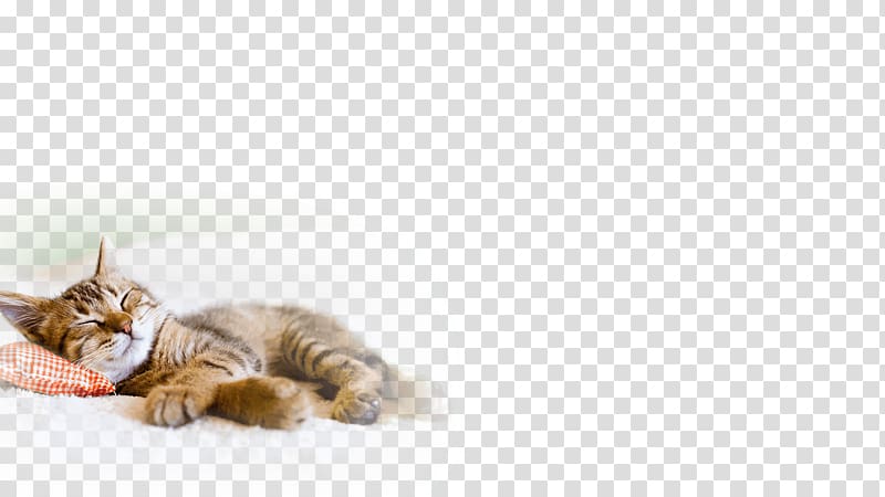 Tabby cat Kitten Dog Pet, Cat transparent background PNG clipart