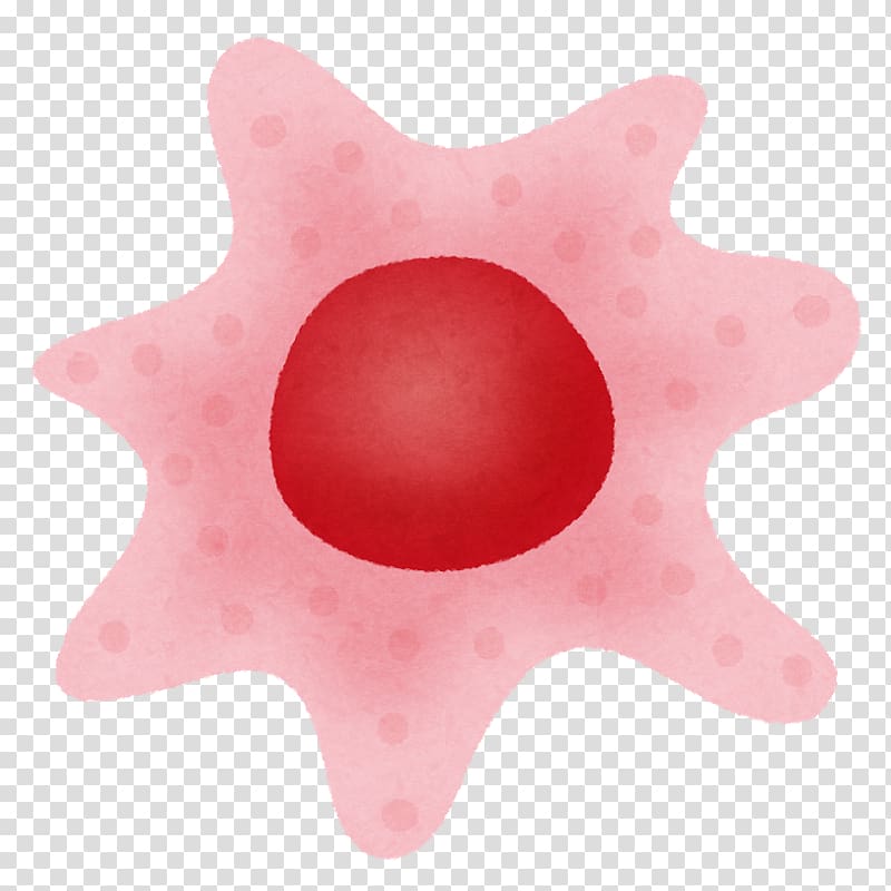Somatic cell Germ cell Reproduction, body cell transparent background PNG clipart