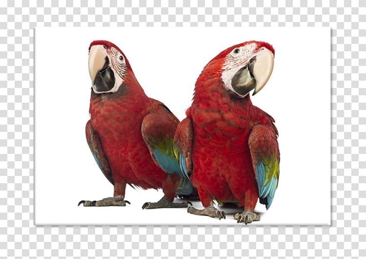 Red-and-green macaw Parrot Scarlet macaw Lovebird, parrot transparent background PNG clipart