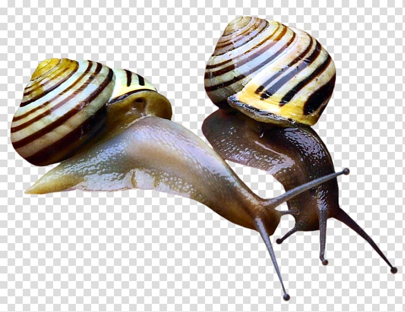 Orthogastropoda Pond snails, Snail transparent background PNG clipart
