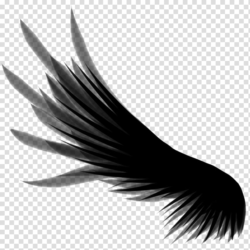 Wings transparent background PNG clipart