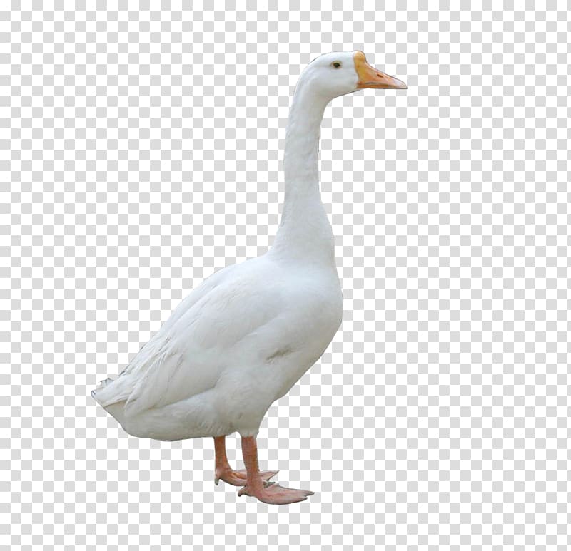Domestic goose Duck Feather, Big white goose farm transparent background PNG clipart