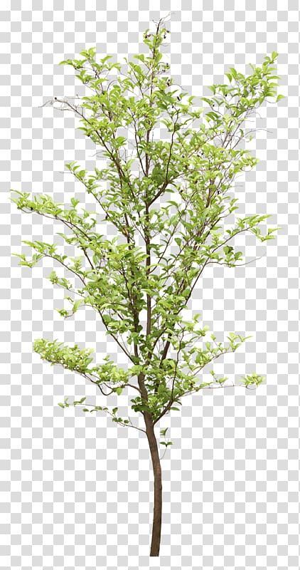 Tree structure, populus nigra transparent background PNG clipart