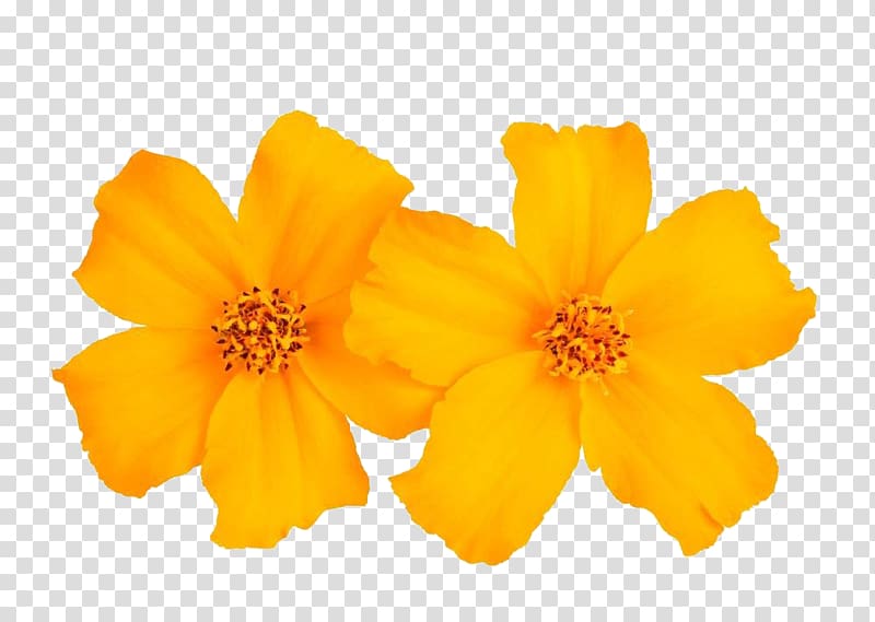 Mexican marigold Tagetes tenuifolia Flower Calendula officinalis, Marigold for free transparent background PNG clipart