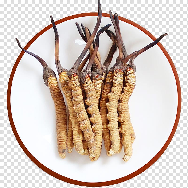 Caterpillar fungus Traditional Chinese medicine Cordyceps Template, Herbs Cordyceps sinensis transparent background PNG clipart