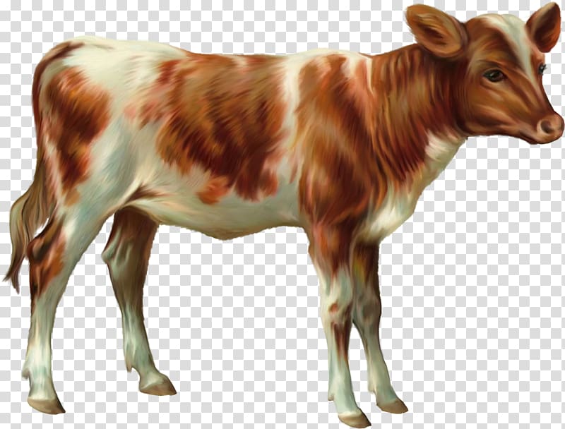 Cattle Calf Sheep Goat Ox, sheep transparent background PNG clipart