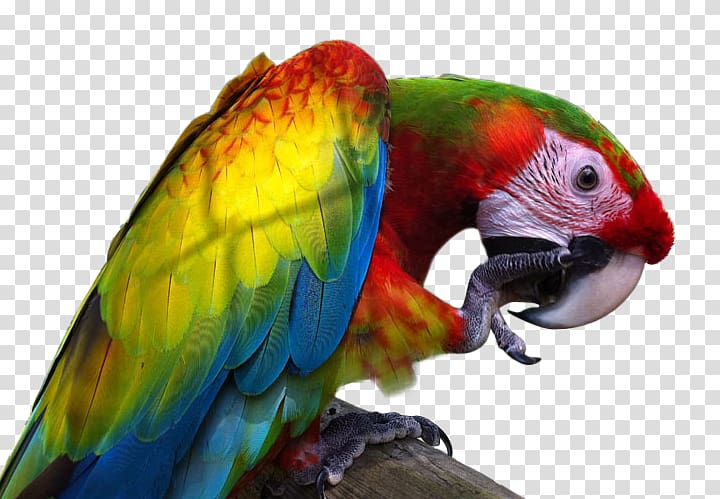 Great green macaw Lovebird Parrot, Bird transparent background PNG clipart