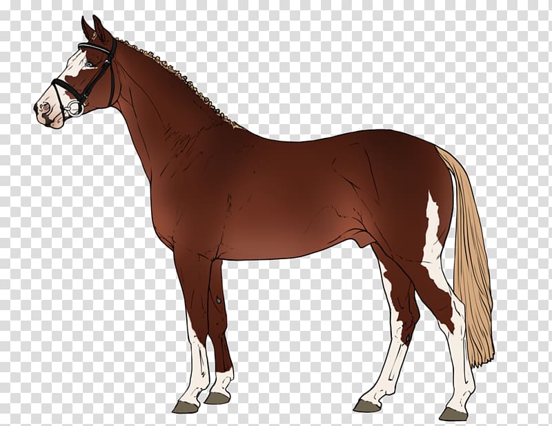 Arabian horse Pony of the Americas Criollo Appaloosa Foal, SHREW transparent background PNG clipart