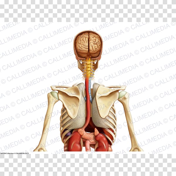 Shoulder Organ Coronal plane Thorax Anatomy, arm transparent background PNG clipart