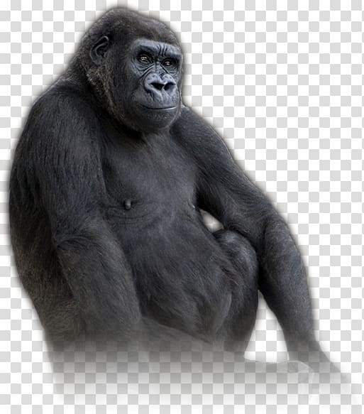 Western gorilla Common chimpanzee United States Virunga National Park Volcanoes National Park, apes and monkeys transparent background PNG clipart