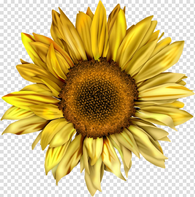 yellow sunflower , Common sunflower Desktop Sunflower seed , sunflower transparent background PNG clipart