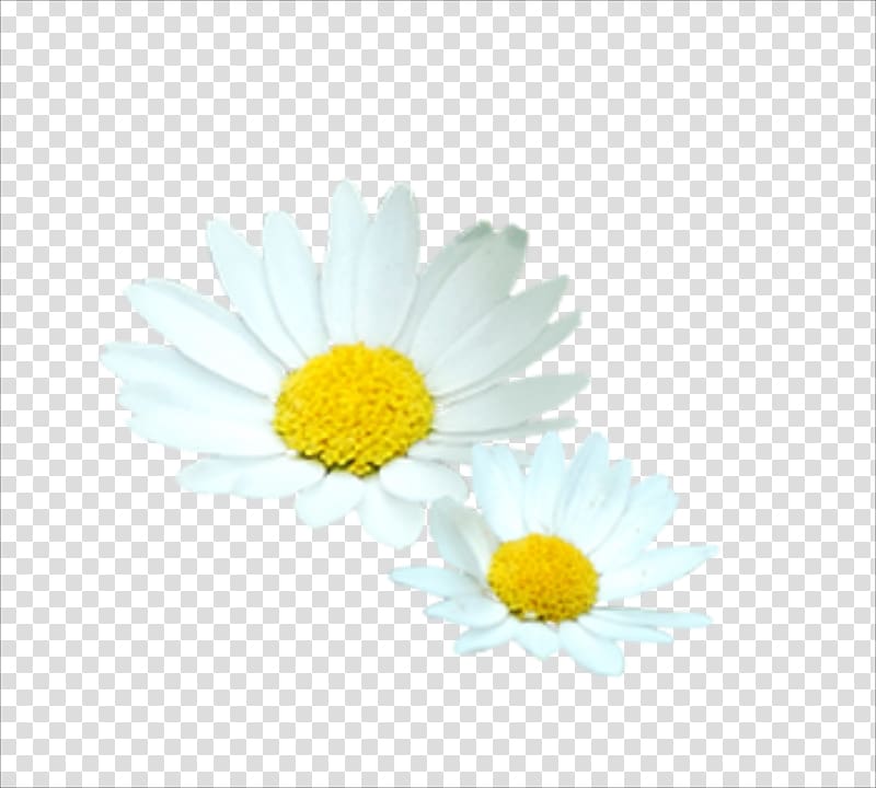 Flower White Euclidean , chrysanthemum transparent background PNG clipart