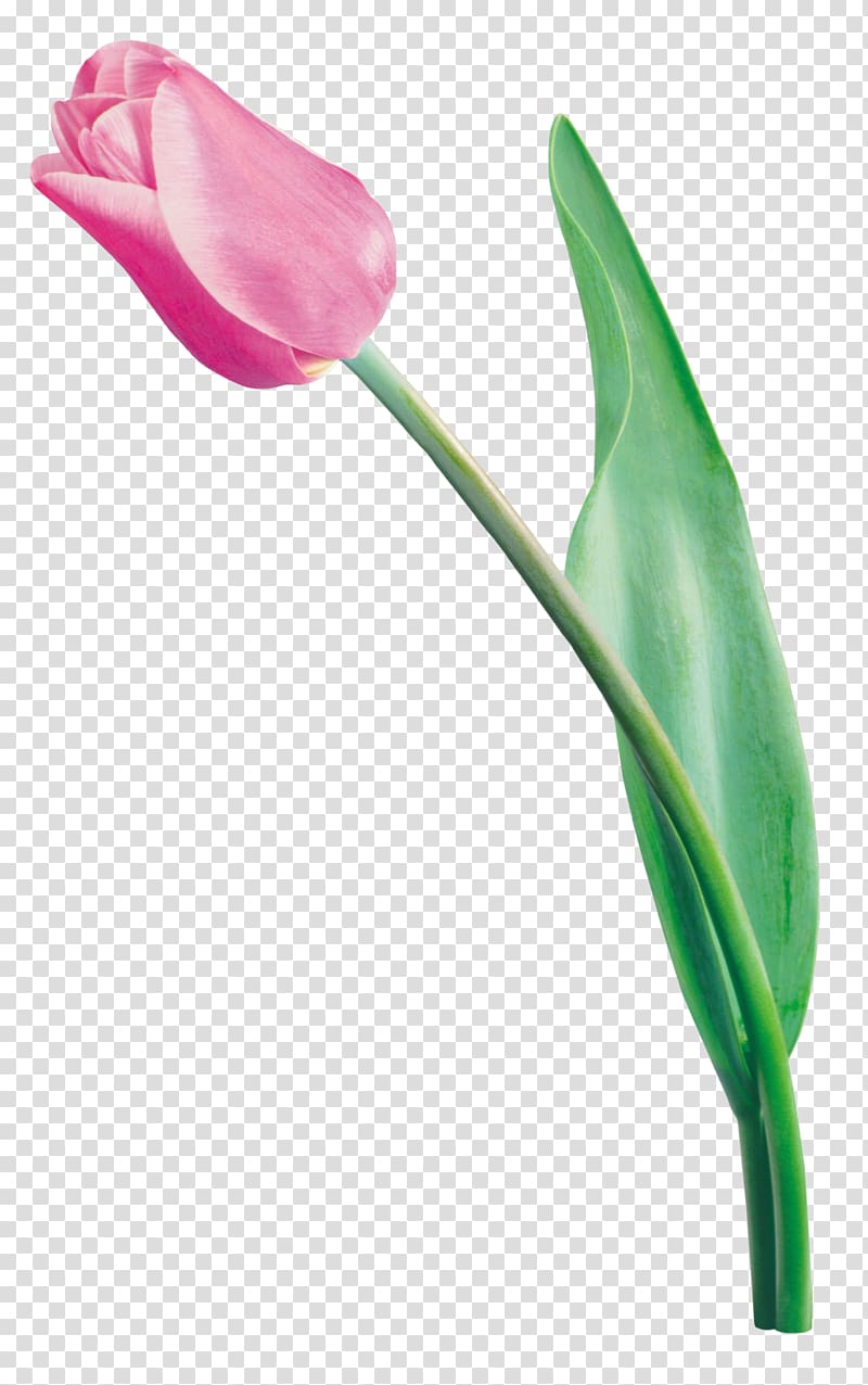Tulip Digital , tulip watercolor transparent background PNG clipart
