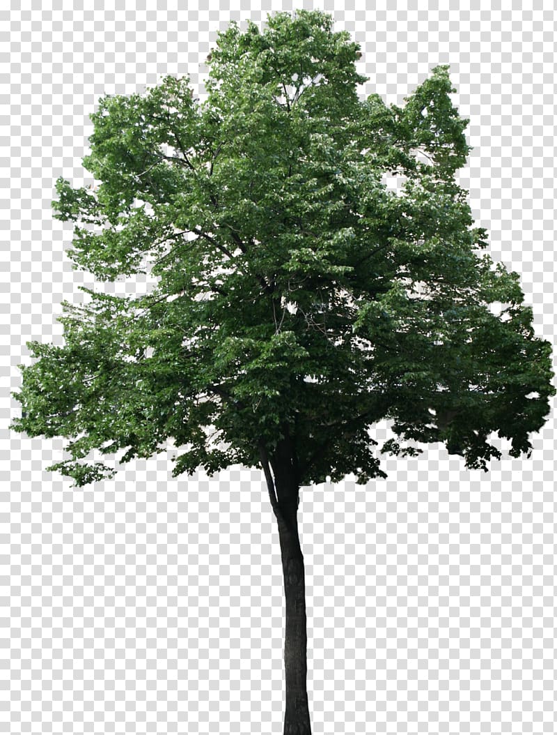 3D modeling Wavefront .obj file FBX 3D computer graphics Tree, watercolor tree transparent background PNG clipart