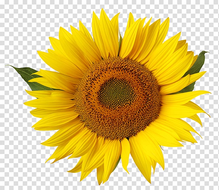 Common sunflower Yellow Stamen, flower transparent background PNG clipart