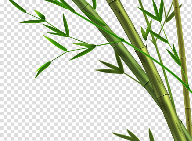 green bamboo tree illustration, Bamboo Giant panda Paper , bamboo transparent background PNG clipart