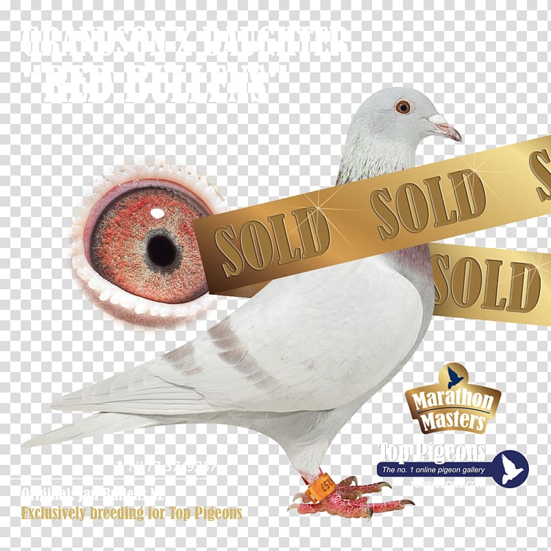 Columbidae Pigeon Forge Attractions Collage Feather, fixed price transparent background PNG clipart