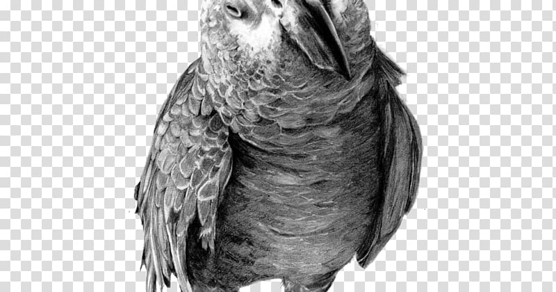 Parrot Drawing birds Pencil Sketch, african grey parrot transparent background PNG clipart