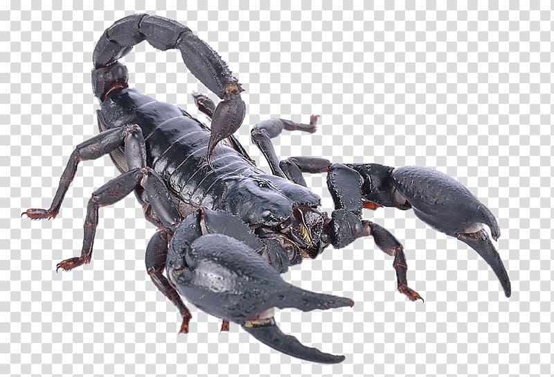 Scorpion Heterometrus spinifer Poison, Poisonous scorpion transparent background PNG clipart